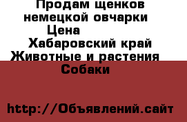 Продам щенков немецкой овчарки › Цена ­ 10 000 - Хабаровский край Животные и растения » Собаки   